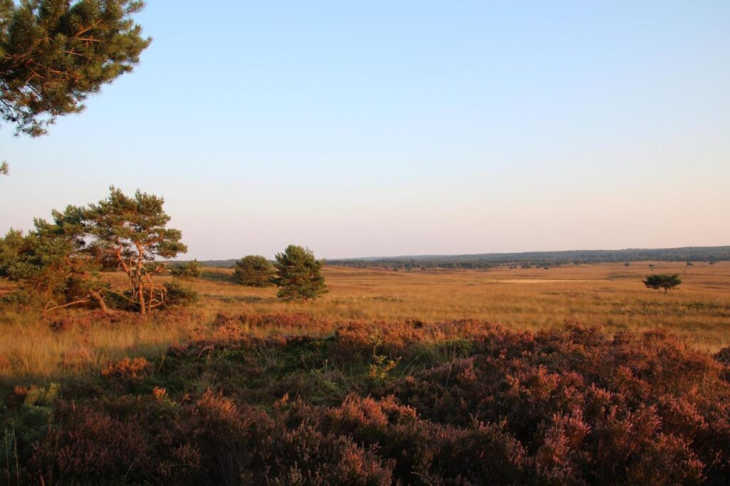 Overnachten op de Veluwe met bossen, heidevelden en facilititeiten voor hardlopen en fietsen in natuurgebied